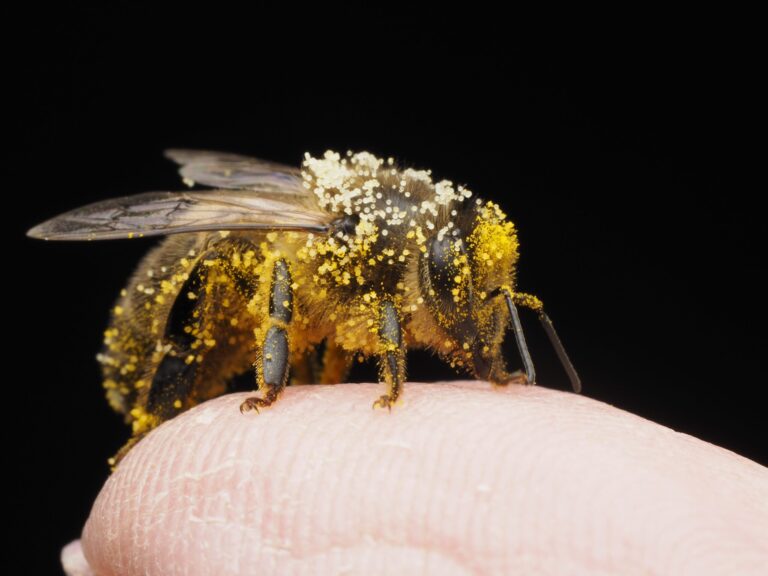 Pollen frais ou pollen sec : quelles différences et lequel choisir ?